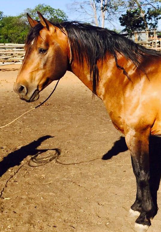 Ons-Naelperd Poco's Yellow